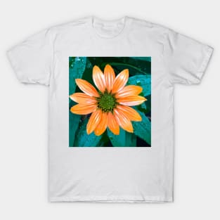 Single Coneflower T-Shirt